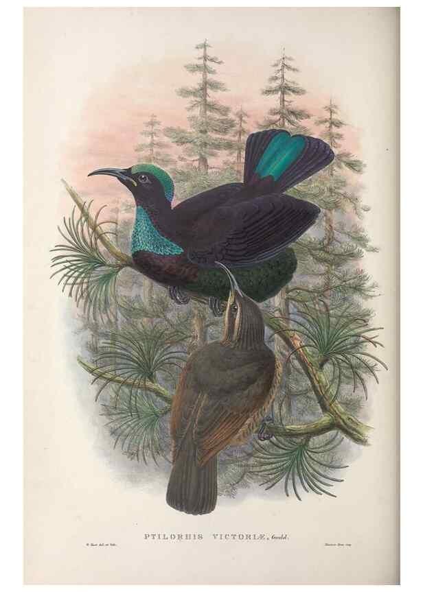 Reproducción/Reproduction 48367341372: Monograph of the Paradiseidae, or birds of paradise and Ptilonorhynchidae, or bower-birds.. London :H. Sotheran & Co.,1891-98.. 