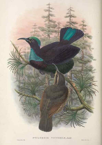 Reproducción/Reproduction 48367341372: Monograph of the Paradiseidae, or birds of paradise and Ptilonorhynchidae, or bower-birds.. London :H. Sotheran & Co.,1891-98.. 