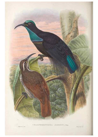 Reproducción/Reproduction 48367205566: Monograph of the Paradiseidae, or birds of paradise and Ptilonorhynchidae, or bower-birds.. London :H. Sotheran & Co.,1891-98.. 