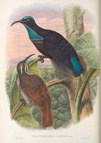 Reproducción/Reproduction 48367205566: Monograph of the Paradiseidae, or birds of paradise and Ptilonorhynchidae, or bower-birds.. London :H. Sotheran & Co.,1891-98.. 