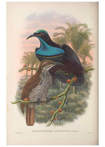 Reproducción/Reproduction 48367205996: Monograph of the Paradiseidae, or birds of paradise and Ptilonorhynchidae, or bower-birds.. London :H. Sotheran & Co.,1891-98.. 
