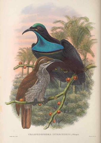Reproducción/Reproduction 48367205996: Monograph of the Paradiseidae, or birds of paradise and Ptilonorhynchidae, or bower-birds.. London :H. Sotheran & Co.,1891-98.. 