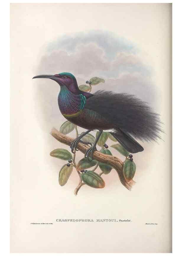 Reproducción/Reproduction 48367343367: Monograph of the Paradiseidae, or birds of paradise and Ptilonorhynchidae, or bower-birds.. London :H. Sotheran & Co.,1891-98.. 