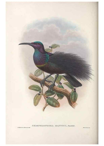 Reproducción/Reproduction 48367343367: Monograph of the Paradiseidae, or birds of paradise and Ptilonorhynchidae, or bower-birds.. London :H. Sotheran & Co.,1891-98.. 