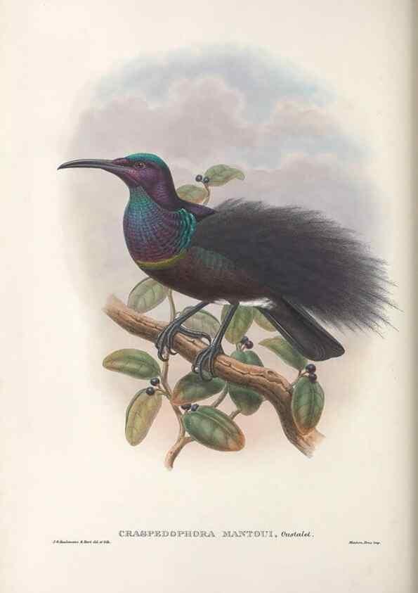 Reproducción/Reproduction 48367343367: Monograph of the Paradiseidae, or birds of paradise and Ptilonorhynchidae, or bower-birds.. London :H. Sotheran & Co.,1891-98.. 