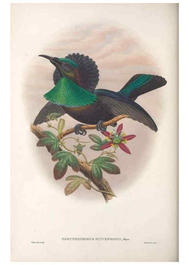 Reproducción/Reproduction 48367343707: Monograph of the Paradiseidae, or birds of paradise and Ptilonorhynchidae, or bower-birds.. London :H. Sotheran & Co.,1891-98.. 