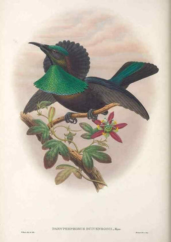 Reproducción/Reproduction 48367343707: Monograph of the Paradiseidae, or birds of paradise and Ptilonorhynchidae, or bower-birds.. London :H. Sotheran & Co.,1891-98.. 