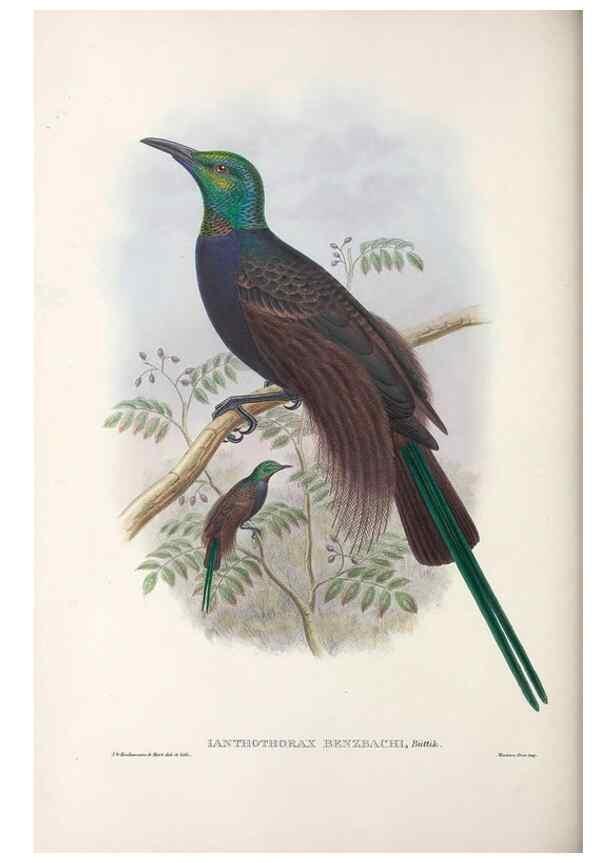 Reproducción/Reproduction 48367344117: Monograph of the Paradiseidae, or birds of paradise and Ptilonorhynchidae, or bower-birds.. London :H. Sotheran & Co.,1891-98.. 