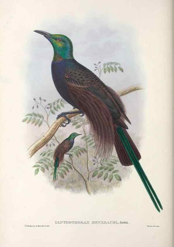 Reproducción/Reproduction 48367344117: Monograph of the Paradiseidae, or birds of paradise and Ptilonorhynchidae, or bower-birds.. London :H. Sotheran & Co.,1891-98.. 