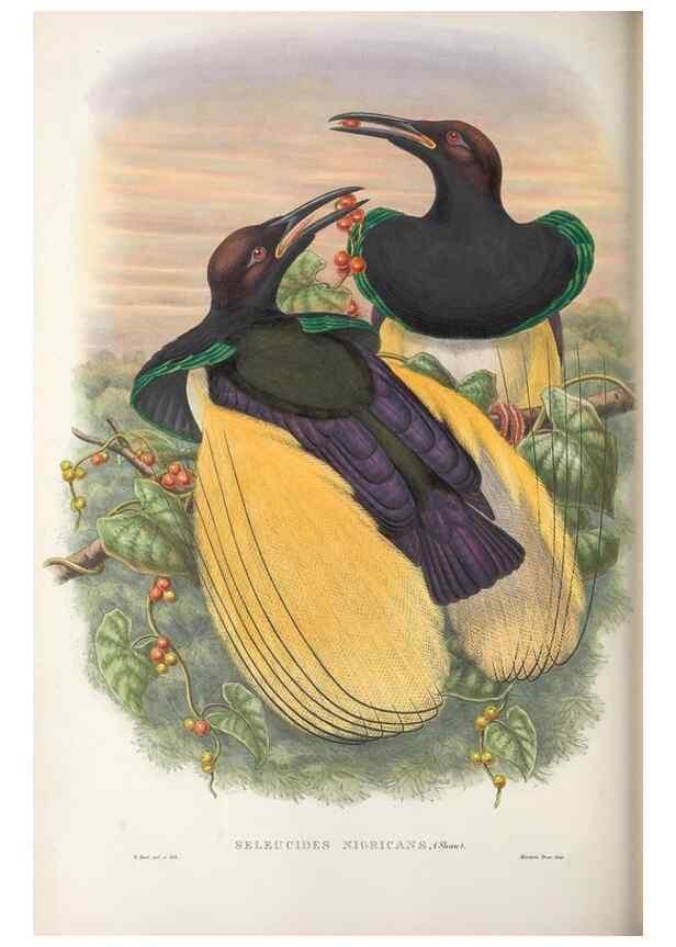 Reproducción/Reproduction 48367344522: Monograph of the Paradiseidae, or birds of paradise and Ptilonorhynchidae, or bower-birds.. London :H. Sotheran & Co.,1891-98.. 