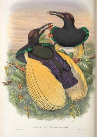 Reproducción/Reproduction 48367344522: Monograph of the Paradiseidae, or birds of paradise and Ptilonorhynchidae, or bower-birds.. London :H. Sotheran & Co.,1891-98.. 