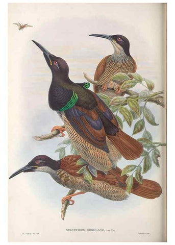 Reproducción/Reproduction 48367208121: Monograph of the Paradiseidae, or birds of paradise and Ptilonorhynchidae, or bower-birds.. London :H. Sotheran & Co.,1891-98.. 
