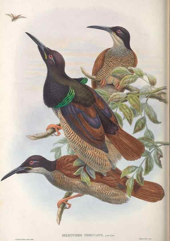 Reproducción/Reproduction 48367208121: Monograph of the Paradiseidae, or birds of paradise and Ptilonorhynchidae, or bower-birds.. London :H. Sotheran & Co.,1891-98.. 