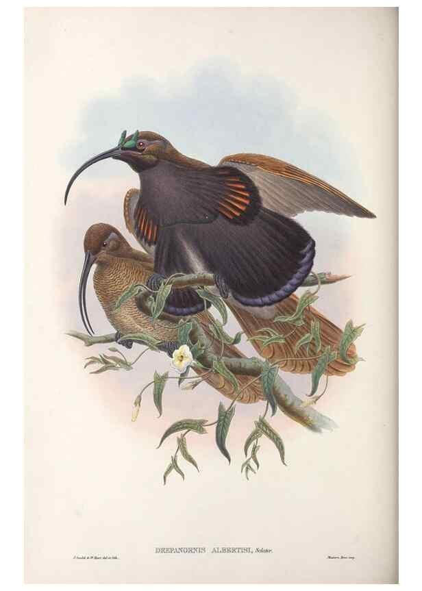 Reproducción/Reproduction 48367208651: Monograph of the Paradiseidae, or birds of paradise and Ptilonorhynchidae, or bower-birds.. London :H. Sotheran & Co.,1891-98.. 
