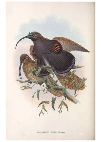Reproducción/Reproduction 48367208651: Monograph of the Paradiseidae, or birds of paradise and Ptilonorhynchidae, or bower-birds.. London :H. Sotheran & Co.,1891-98.. 