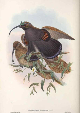 Reproducción/Reproduction 48367208651: Monograph of the Paradiseidae, or birds of paradise and Ptilonorhynchidae, or bower-birds.. London :H. Sotheran & Co.,1891-98.. 