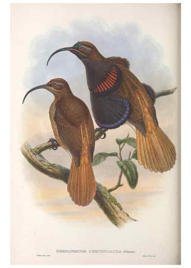 Reproducción/Reproduction 48367345722: Monograph of the Paradiseidae, or birds of paradise and Ptilonorhynchidae, or bower-birds.. London :H. Sotheran & Co.,1891-98.. 