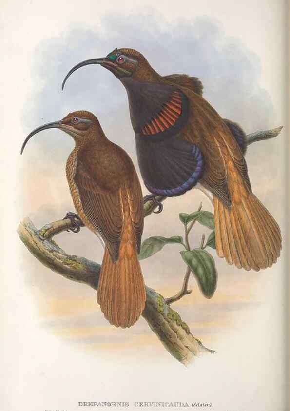 Reproducción/Reproduction 48367345722: Monograph of the Paradiseidae, or birds of paradise and Ptilonorhynchidae, or bower-birds.. London :H. Sotheran & Co.,1891-98.. 