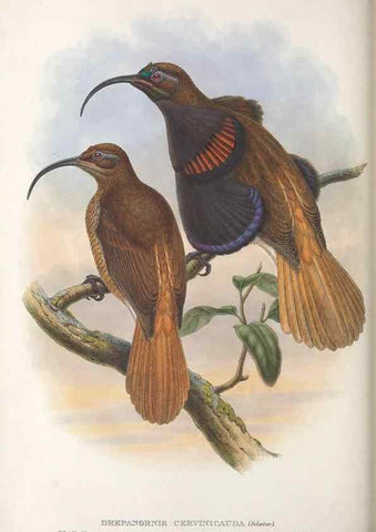 Reproducción/Reproduction 48367345722: Monograph of the Paradiseidae, or birds of paradise and Ptilonorhynchidae, or bower-birds.. London :H. Sotheran & Co.,1891-98.. 