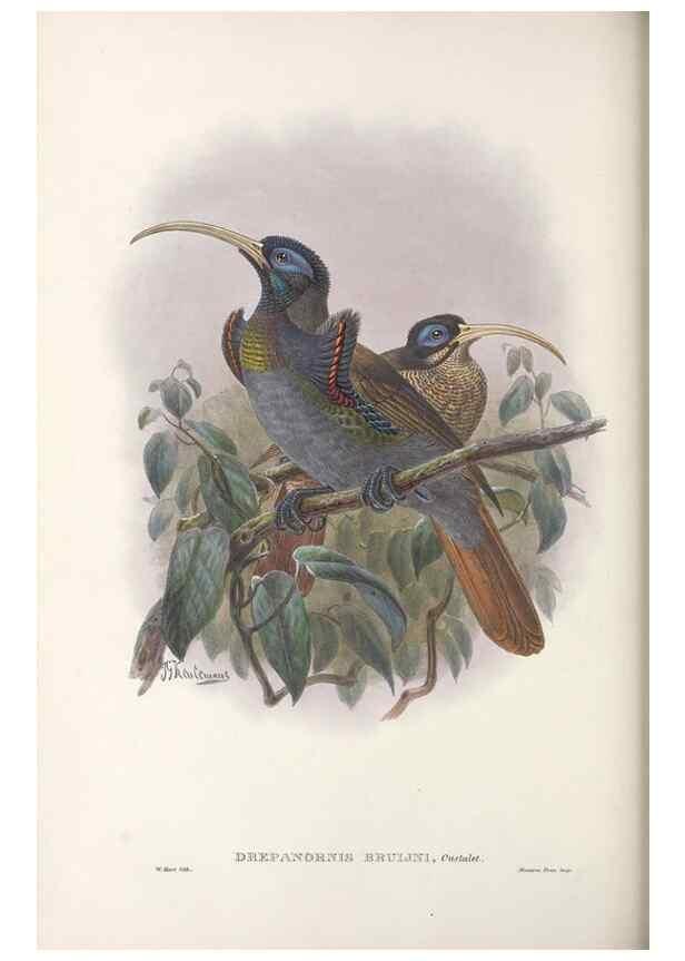 Reproducción/Reproduction 48367209496: Monograph of the Paradiseidae, or birds of paradise and Ptilonorhynchidae, or bower-birds.. London :H. Sotheran & Co.,1891-98.. 