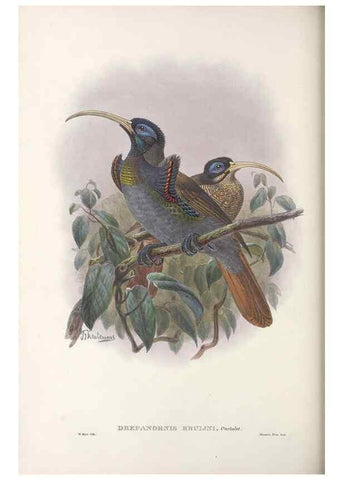 Reproducción/Reproduction 48367209496: Monograph of the Paradiseidae, or birds of paradise and Ptilonorhynchidae, or bower-birds.. London :H. Sotheran & Co.,1891-98.. 