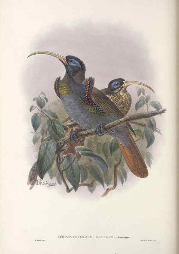 Reproducción/Reproduction 48367209496: Monograph of the Paradiseidae, or birds of paradise and Ptilonorhynchidae, or bower-birds.. London :H. Sotheran & Co.,1891-98.. 
