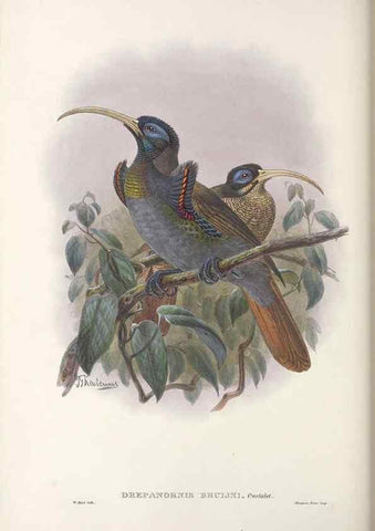 Reproducción/Reproduction 48367209496: Monograph of the Paradiseidae, or birds of paradise and Ptilonorhynchidae, or bower-birds.. London :H. Sotheran & Co.,1891-98.. 