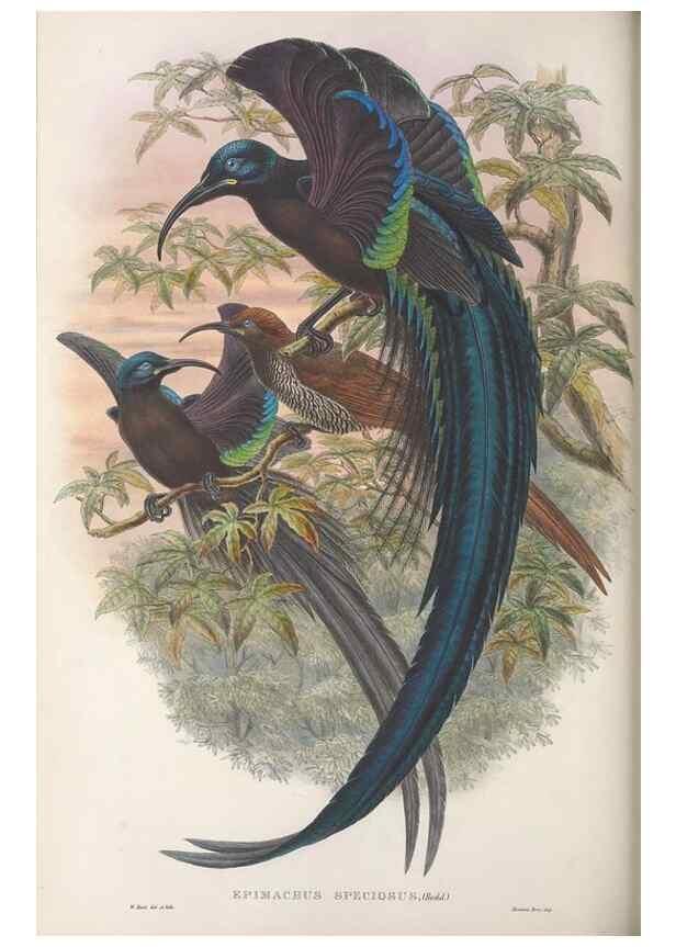 Reproducción/Reproduction 48367346637: Monograph of the Paradiseidae, or birds of paradise and Ptilonorhynchidae, or bower-birds.. London :H. Sotheran & Co.,1891-98.. 