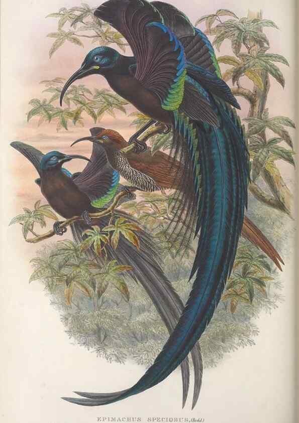 Reproducción/Reproduction 48367346637: Monograph of the Paradiseidae, or birds of paradise and Ptilonorhynchidae, or bower-birds.. London :H. Sotheran & Co.,1891-98.. 
