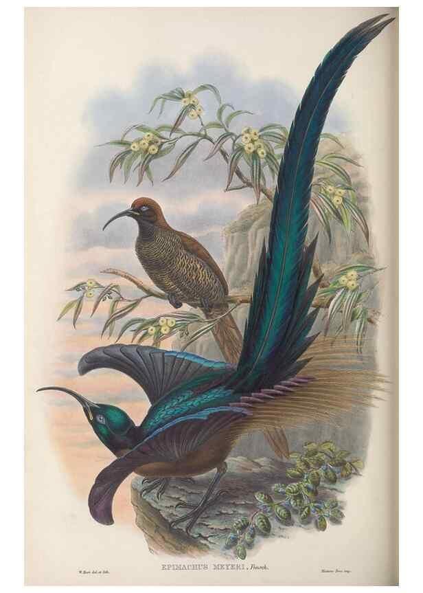 Reproducción/Reproduction 48367347127: Monograph of the Paradiseidae, or birds of paradise and Ptilonorhynchidae, or bower-birds.. London :H. Sotheran & Co.,1891-98.. 