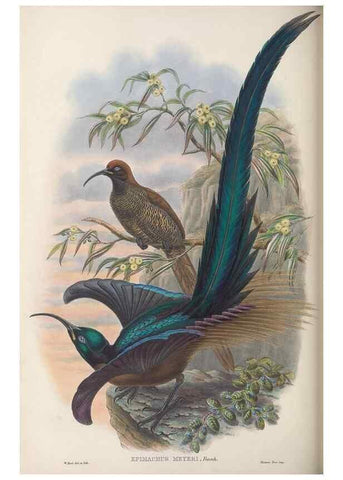 Reproducción/Reproduction 48367347127: Monograph of the Paradiseidae, or birds of paradise and Ptilonorhynchidae, or bower-birds.. London :H. Sotheran & Co.,1891-98.. 