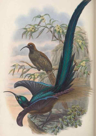 Reproducción/Reproduction 48367347127: Monograph of the Paradiseidae, or birds of paradise and Ptilonorhynchidae, or bower-birds.. London :H. Sotheran & Co.,1891-98.. 