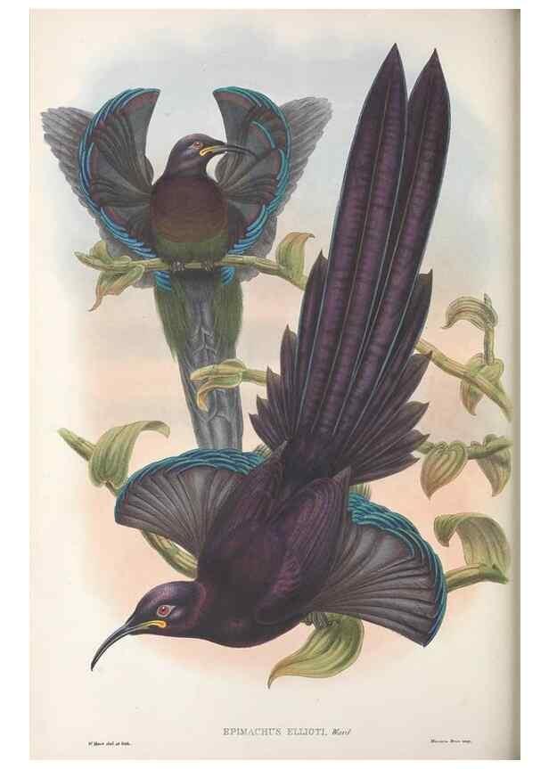 Reproducción/Reproduction 48367210931: Monograph of the Paradiseidae, or birds of paradise and Ptilonorhynchidae, or bower-birds.. London :H. Sotheran & Co.,1891-98.. 