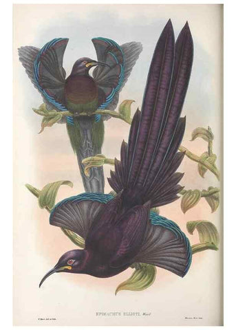 Reproducción/Reproduction 48367210931: Monograph of the Paradiseidae, or birds of paradise and Ptilonorhynchidae, or bower-birds.. London :H. Sotheran & Co.,1891-98.. 
