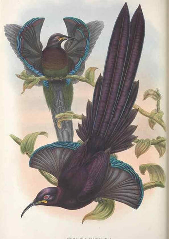 Reproducción/Reproduction 48367210931: Monograph of the Paradiseidae, or birds of paradise and Ptilonorhynchidae, or bower-birds.. London :H. Sotheran & Co.,1891-98.. 