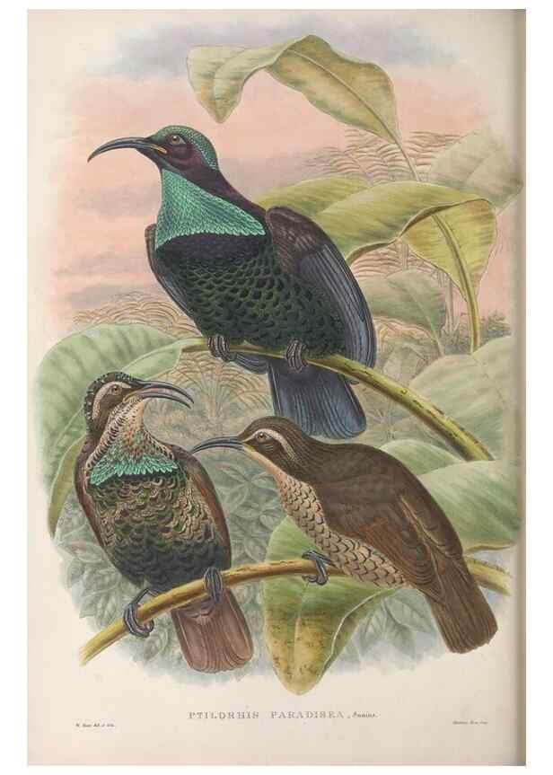 Reproducción/Reproduction 48367204041: Monograph of the Paradiseidae, or birds of paradise and Ptilonorhynchidae, or bower-birds.. London :H. Sotheran & Co.,1891-98.. 