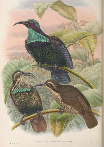 Reproducción/Reproduction 48367204041: Monograph of the Paradiseidae, or birds of paradise and Ptilonorhynchidae, or bower-birds.. London :H. Sotheran & Co.,1891-98.. 