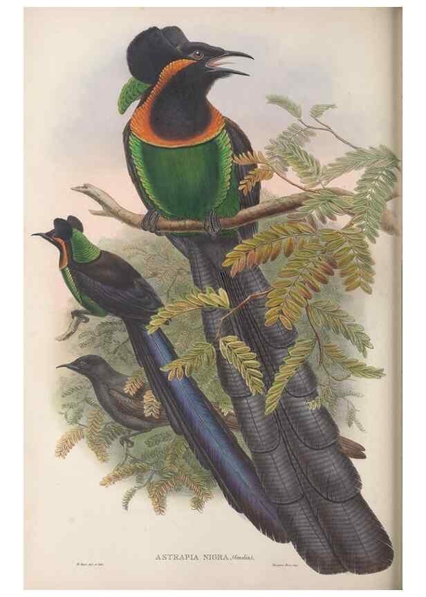 Reproducción/Reproduction 48367348092: Monograph of the Paradiseidae, or birds of paradise and Ptilonorhynchidae, or bower-birds.. London :H. Sotheran & Co.,1891-98.. 