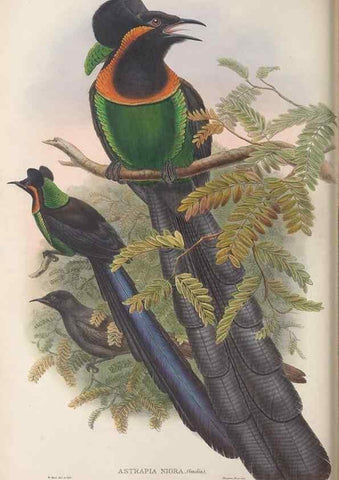 Reproducción/Reproduction 48367348092: Monograph of the Paradiseidae, or birds of paradise and Ptilonorhynchidae, or bower-birds.. London :H. Sotheran & Co.,1891-98.. 