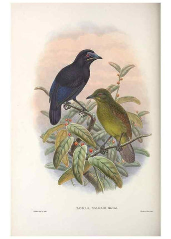 Reproducción/Reproduction 48367406042: Monograph of the Paradiseidae, or birds of paradise and Ptilonorhynchidae, or bower-birds.. London :H. Sotheran & Co.,1891-98.. 