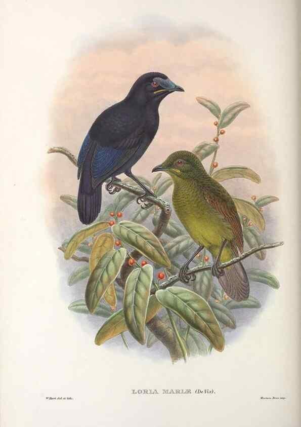 Reproducción/Reproduction 48367406042: Monograph of the Paradiseidae, or birds of paradise and Ptilonorhynchidae, or bower-birds.. London :H. Sotheran & Co.,1891-98.. 