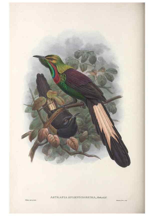 Reproducción/Reproduction 48367348637: Monograph of the Paradiseidae, or birds of paradise and Ptilonorhynchidae, or bower-birds.. London :H. Sotheran & Co.,1891-98.. 