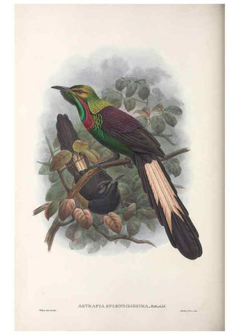 Reproducción/Reproduction 48367348637: Monograph of the Paradiseidae, or birds of paradise and Ptilonorhynchidae, or bower-birds.. London :H. Sotheran & Co.,1891-98.. 