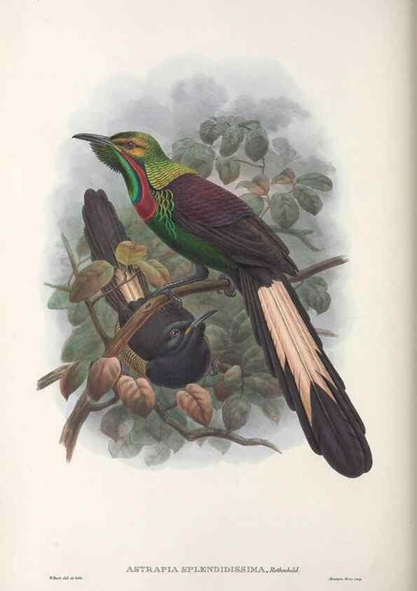 Reproducción/Reproduction 48367348637: Monograph of the Paradiseidae, or birds of paradise and Ptilonorhynchidae, or bower-birds.. London :H. Sotheran & Co.,1891-98.. 