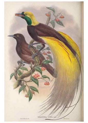Reproducción/Reproduction 48367349582: Monograph of the Paradiseidae, or birds of paradise and Ptilonorhynchidae, or bower-birds.. London :H. Sotheran & Co.,1891-98.. 
