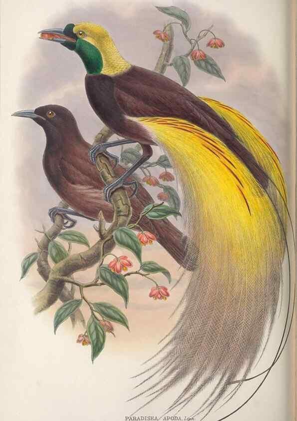 Reproducción/Reproduction 48367349582: Monograph of the Paradiseidae, or birds of paradise and Ptilonorhynchidae, or bower-birds.. London :H. Sotheran & Co.,1891-98.. 