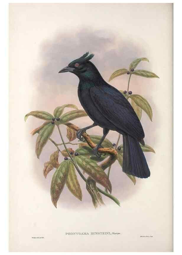 Reproducción/Reproduction 48367397922: Monograph of the Paradiseidae, or birds of paradise and Ptilonorhynchidae, or bower-birds.. London :H. Sotheran & Co.,1891-98.. 