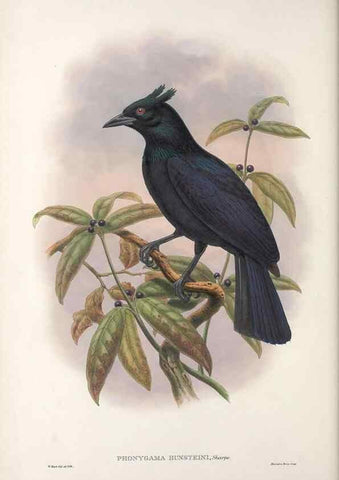 Reproducción/Reproduction 48367397922: Monograph of the Paradiseidae, or birds of paradise and Ptilonorhynchidae, or bower-birds.. London :H. Sotheran & Co.,1891-98.. 