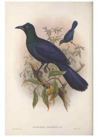 Reproducción/Reproduction 48367398407: Monograph of the Paradiseidae, or birds of paradise and Ptilonorhynchidae, or bower-birds.. London :H. Sotheran & Co.,1891-98.. 