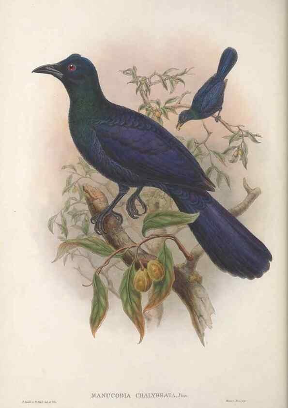 Reproducción/Reproduction 48367398407: Monograph of the Paradiseidae, or birds of paradise and Ptilonorhynchidae, or bower-birds.. London :H. Sotheran & Co.,1891-98.. 